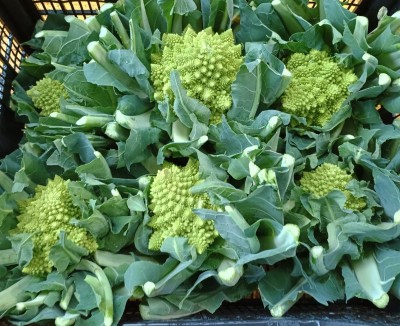 Foto Broccoli Romaneschi Confezione in Plastica Marchio Pallavicino Origine Italia  2