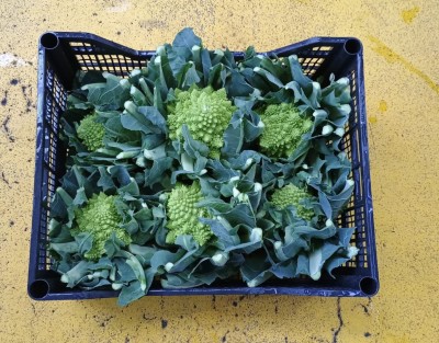 Foto Broccoli Romaneschi Confezione in Plastica Marchio Pallavicino Origine Italia  3