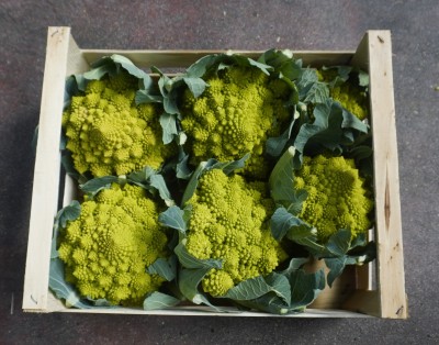 Foto Broccoli Romaneschi Marchio Cutini Origine Italia 3