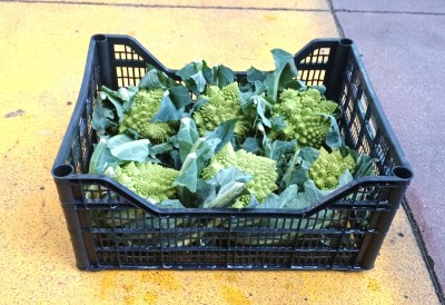 Foto Broccoli Romaneschi Origine Italia  Marchio Capobianco 1