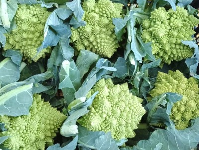 Foto Broccoli Romaneschi Origine Italia  Marchio Capobianco 2
