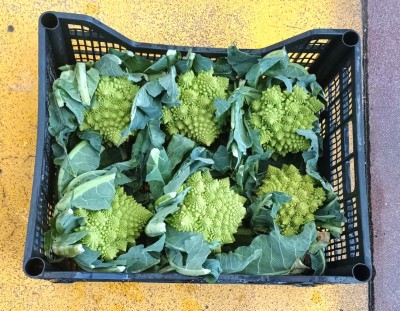 Foto Broccoli Romaneschi Origine Italia  Marchio Capobianco 3