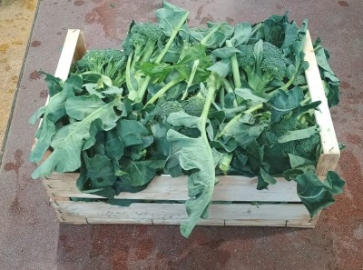 Foto Broccoli Siciliani  Origine Italia marchio Allocca  1