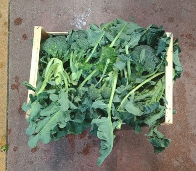 Foto Broccoli Siciliani  Origine Italia marchio Allocca  2