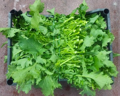 Foto Broccoletti  Origine Italia Marchio Agriroma 2