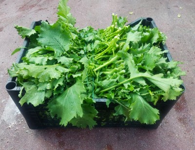 Foto Broccoletti Origine Italia Marchio Raffaele 1