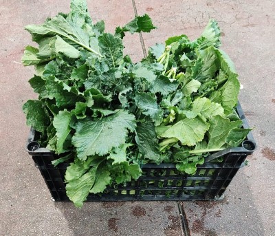 Foto Broccoletti Varietà Cime Di Rapa Origine Italia Marchio Mastrochiric 1
