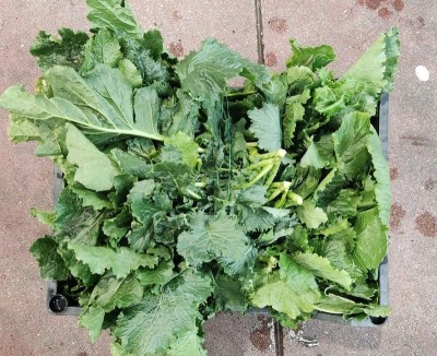 Foto Broccoletti Varietà Cime Di Rapa Origine Italia Marchio Mastrochiric 2