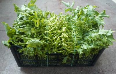 Foto Broccoletti  Origine Italia Marchio Agriroma 1