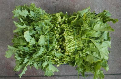 Foto Broccoletti  Origine Italia Marchio Agriroma 2