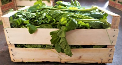 Foto Broccoletti Origine Italia Marchio Cambise  1