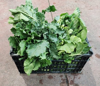 Foto Broccoletti Origine Italia Marchio Raffaele 1