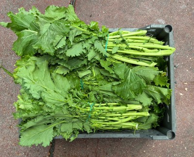 Foto Cime di Rapa Origine Italia Marchio Robbio  2