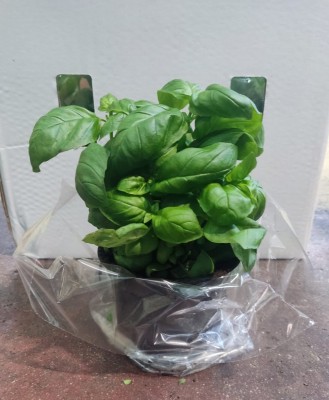 Foto Cassa da 6 Piante di Basilico Ordinabili anche Singolarmente  Origine Italia 1