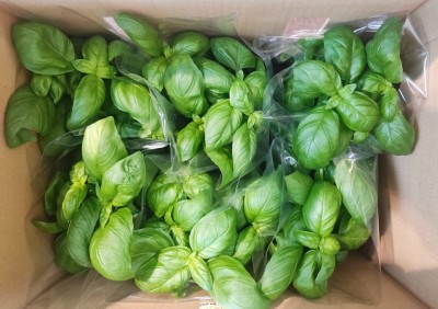 Foto Cassa da 6 Piante di Basilico Ordinabili anche Singolarmente  Origine Italia 2