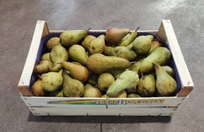 Foto Pere Abate Origine Italia Marchio Battaglio               1