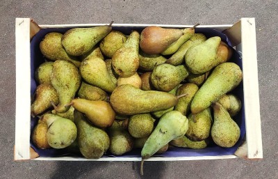 Foto Pere Abate Origine Italia Marchio Battaglio               3