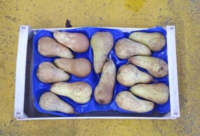 Foto Pere Abate Calibro 14 Origine Italia Marchio Gaf  1