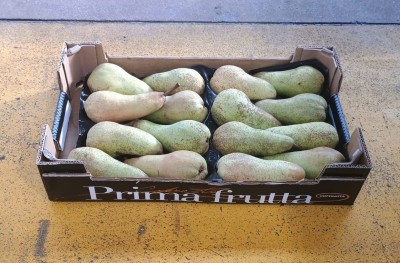 Foto Abate Calibro 16 Origine Italia Marchio Coferasta 1