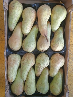 Foto Abate Calibro 16 Origine Italia Marchio Coferasta 2