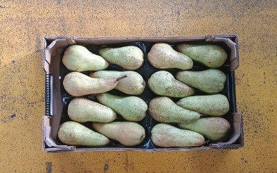 Foto Abate Calibro 16 Origine Italia Marchio Coferasta 3