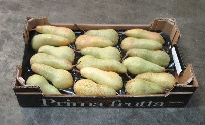 Foto Abate Calibro 18 Origine Italia Marchio Coferasta 1