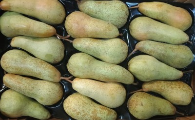 Foto Abate Calibro 18 Origine Italia Marchio Coferasta 2