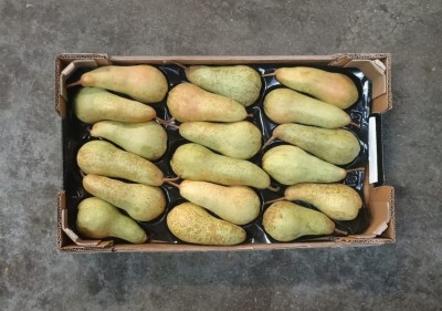 Foto Abate Calibro 18 Origine Italia Marchio Coferasta 3