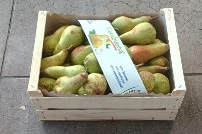 Foto Pere Varietà Fetel Origine Italia Marchio Luciano Fruit 1