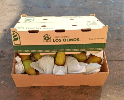 Foto Pere Abate Calibro Xl Origine Cile Marchio Los Olmos      1