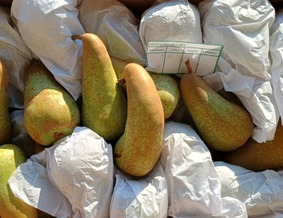 Foto Pere Abate Calibro Xl Origine Cile Marchio Los Olmos      2