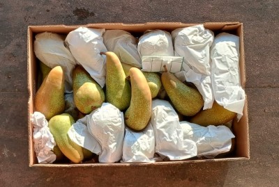 Foto Pere Abate Calibro Xl Origine Cile Marchio Los Olmos      3