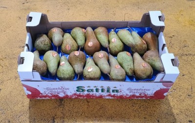 Foto Pere Abate Calibro 20 Lavorazione in Doppop Strato Origine Italia Marchio Sattin               1