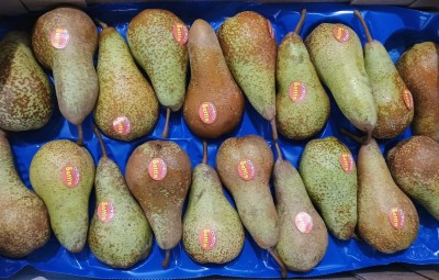 Foto Pere Abate Calibro 20 Lavorazione in Doppop Strato Origine Italia Marchio Sattin               2