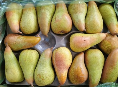 Foto Pere Abate Calibro 70 Origine Sud Africa Marchio Vintage       2