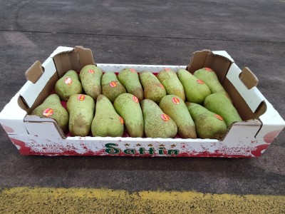 Foto Pere Abate Calibro 16  Origine Italia Marchio Sattin 1