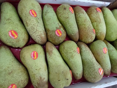 Foto Pere Abate Calibro 16  Origine Italia Marchio Sattin 2