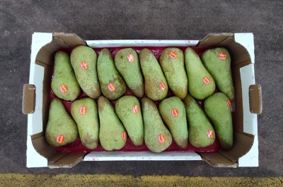 Foto Pere Abate Calibro 16  Origine Italia Marchio Sattin 3