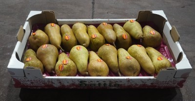 Foto Pere Abate Calibro 18 Origine Italia Marchio Sattin 1