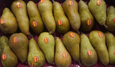 Foto Pere Abate Calibro 18 Origine Italia Marchio Sattin 2