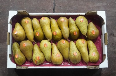 Foto Pere Abate Calibro 18 Origine Italia Marchio Sattin 3