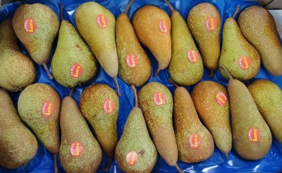 Foto Pere Abate Calibro 20 Lavorazione In Cartone In Doppio Strato Marchio Sattin  2