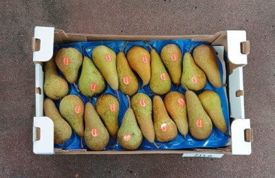 Foto Pere Abate Calibro 20 Lavorazione In Cartone In Doppio Strato Marchio Sattin  3