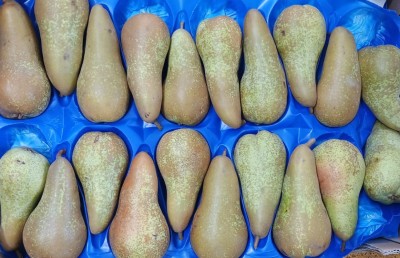 Foto Pere Abate Calibro 70/75 Origine Chile Marchio Sattin  2