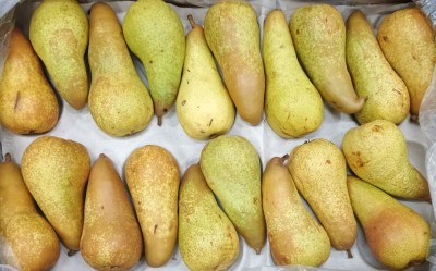 Foto Pere Abate Calibro 20 Origine Sud Africa Marchio Cartone Nero           2