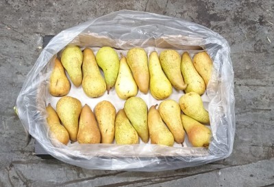 Foto Pere Abate Calibro 20 Origine Sud Africa Marchio Cartone Nero           3