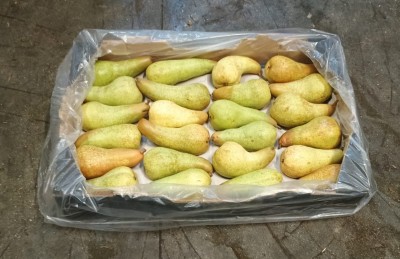 Foto Pere Abate Calibro 24 Origine Sud Africa Marchio Cartone Nero  1