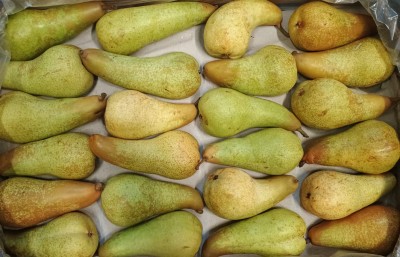 Foto Pere Abate Calibro 24 Origine Sud Africa Marchio Cartone Nero  2