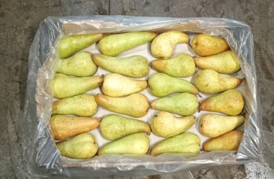 Foto Pere Abate Calibro 24 Origine Sud Africa Marchio Cartone Nero  3