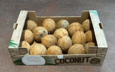 Foto Noci di Cocco Origine Indonesia Marchio Coconut 1